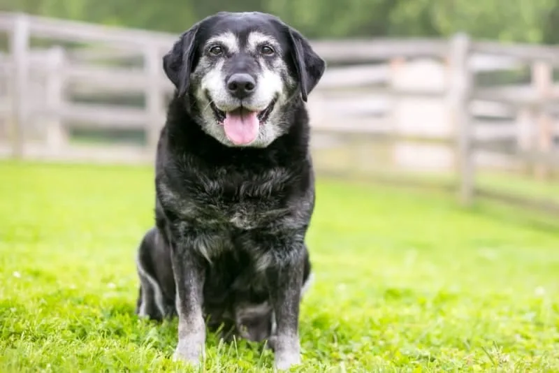 How to Take Care of a Senior Dog: Tips & Advice