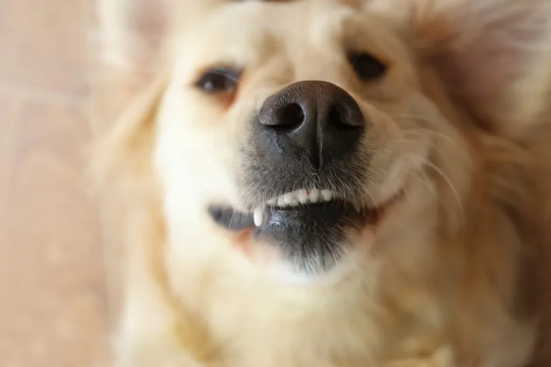 Causes & Treatment for Bad Breath in Dogs