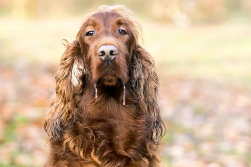 Drooling in Dogs: Why They Do it & What to Do