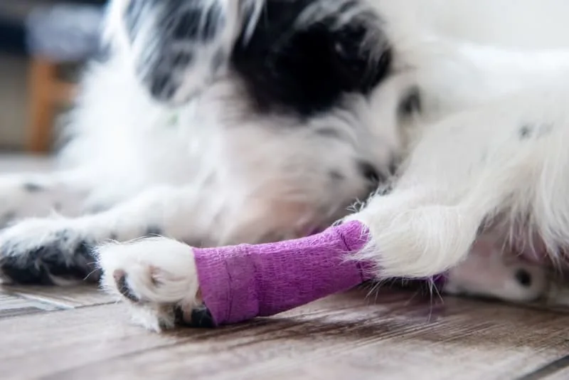 Why is my dog limping and how can I help?