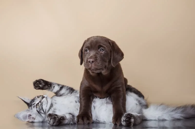 Will My puppy & Kitten Become Friends?