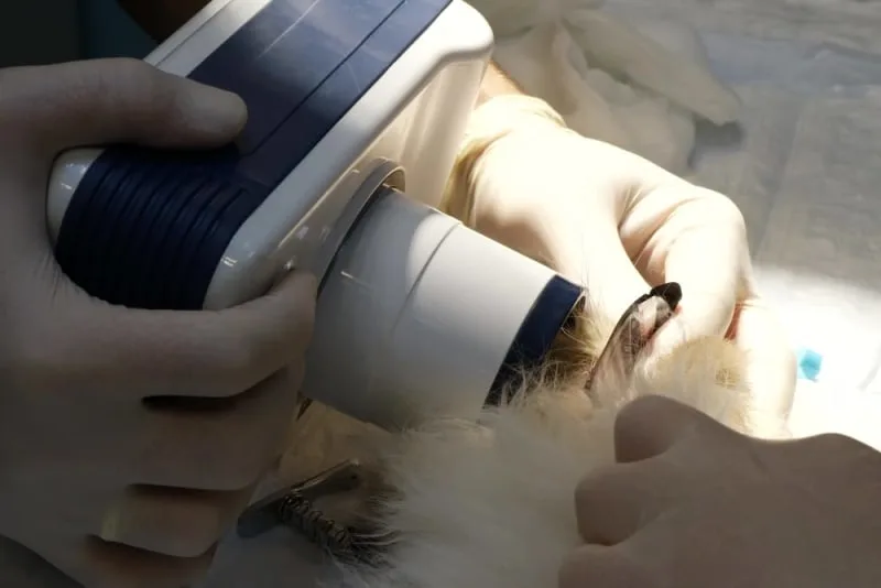 Understanding Dental Radiographs for Cats and Dogs