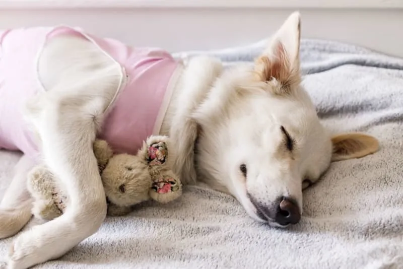 Intestinal Blockage Surgery for Dogs