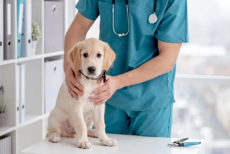 Anemia in Dogs