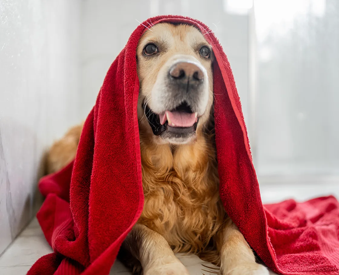 golden retriever with red towel on head