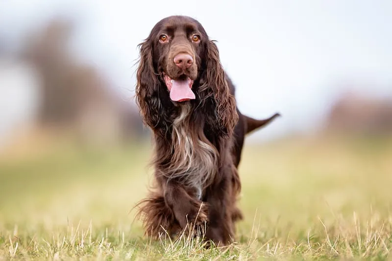 Hookworm in Dogs - What Your Need To Know