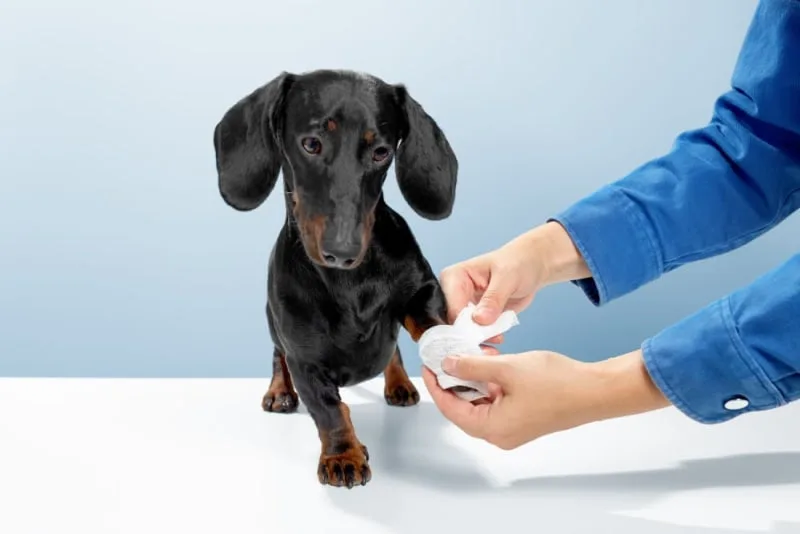 What do I do if my dog has cut their paw pad?