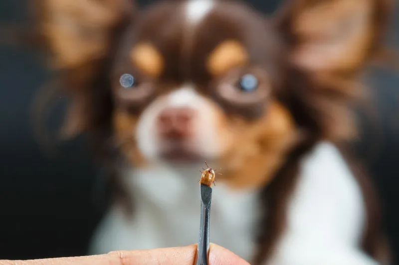 Preventing Ticks: An FAQ
