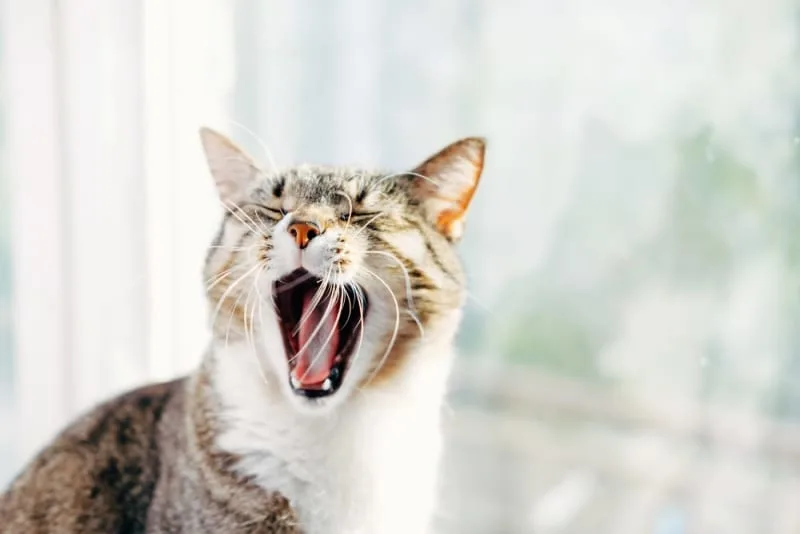 Why Does My Cat's Breath Smell Bad?