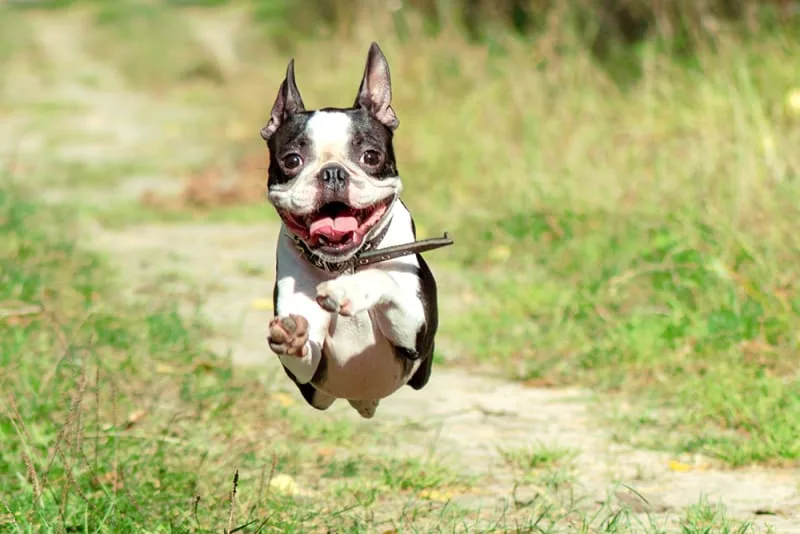 Best Family Dog Breeds