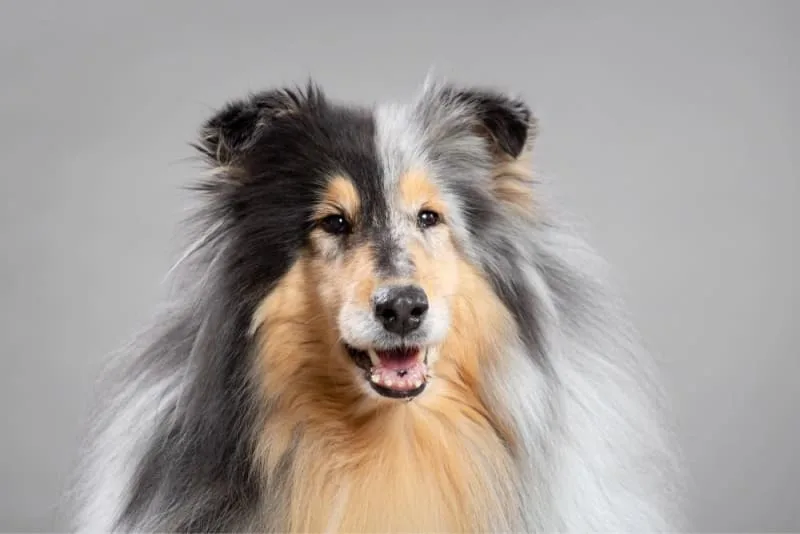 Common Dental Problems in Dogs