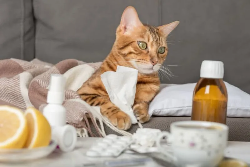 Cats & Colds: Can They Get Them & What to Do?