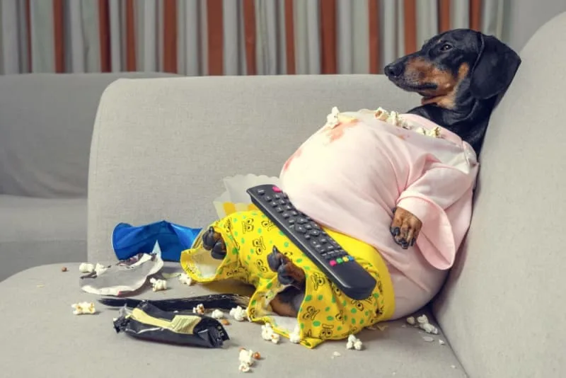 Why does my dog eat everything?
