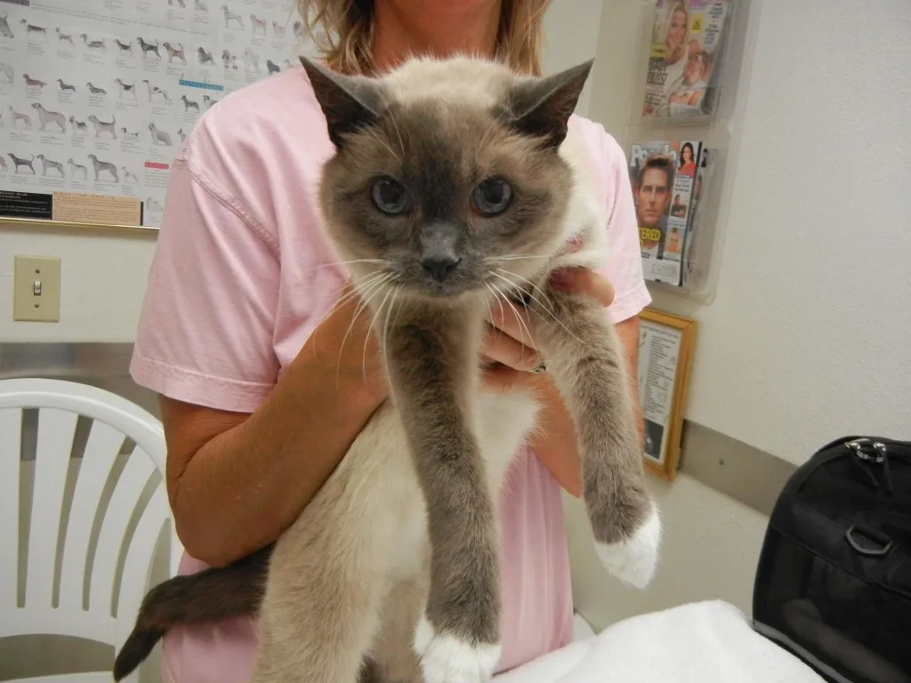 vet holding grey cat
