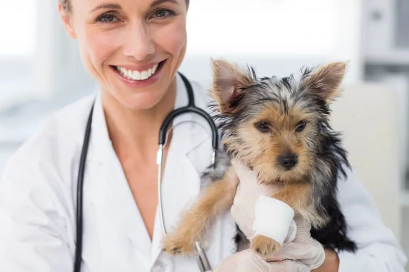 What To Expect At Your Puppy's First Vet Visit