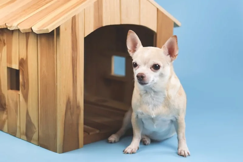 What to Look For When Boarding Your Dog
