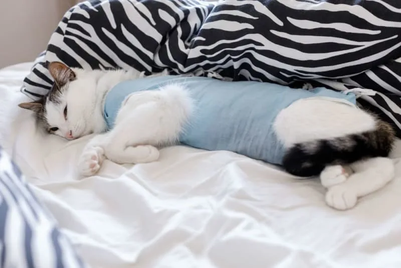 Cat Hernia Surgery: Symptoms & Procedure