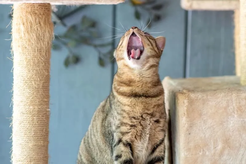 Why does my cat's breath smell bad?