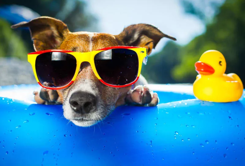 Heatstroke in Dogs