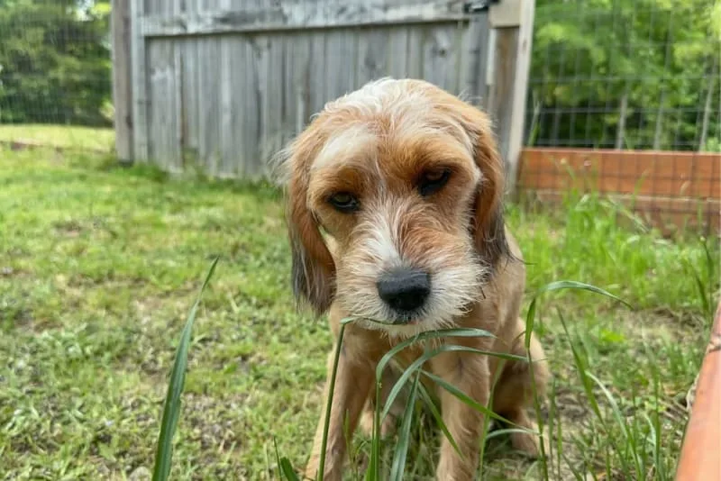 Why do dogs eat grass?