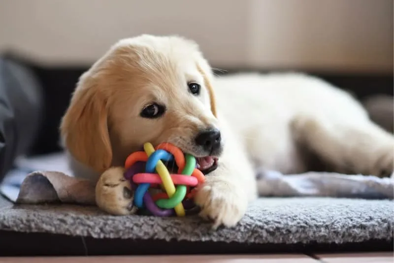 Teething Puppies: Tips & Tricks