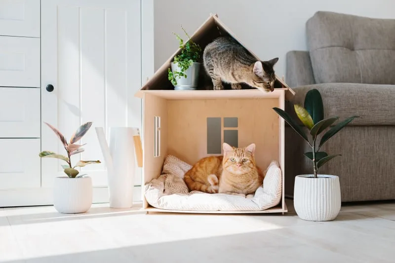 How long can you leave a cat home alone?
