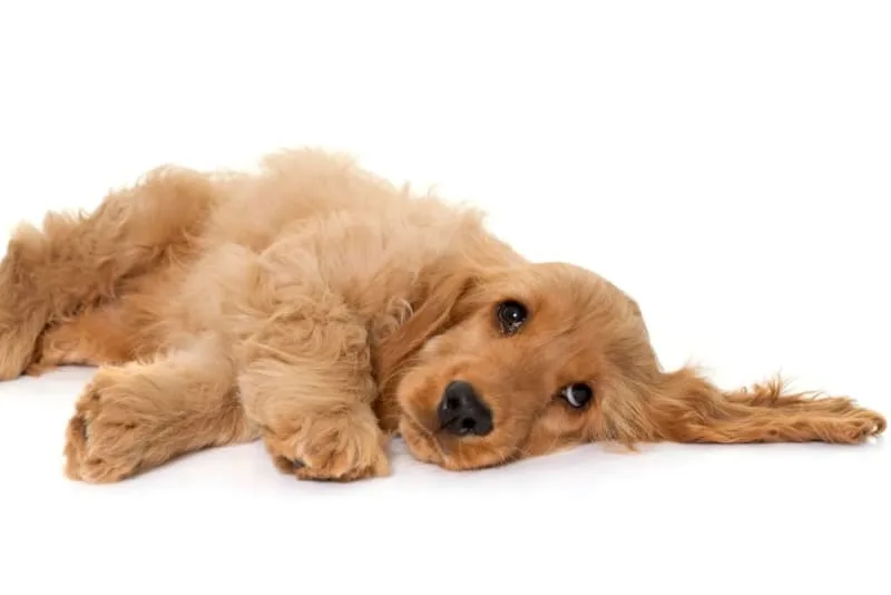 Dog Intestinal Blockage Surgery: Procedure & Recovery