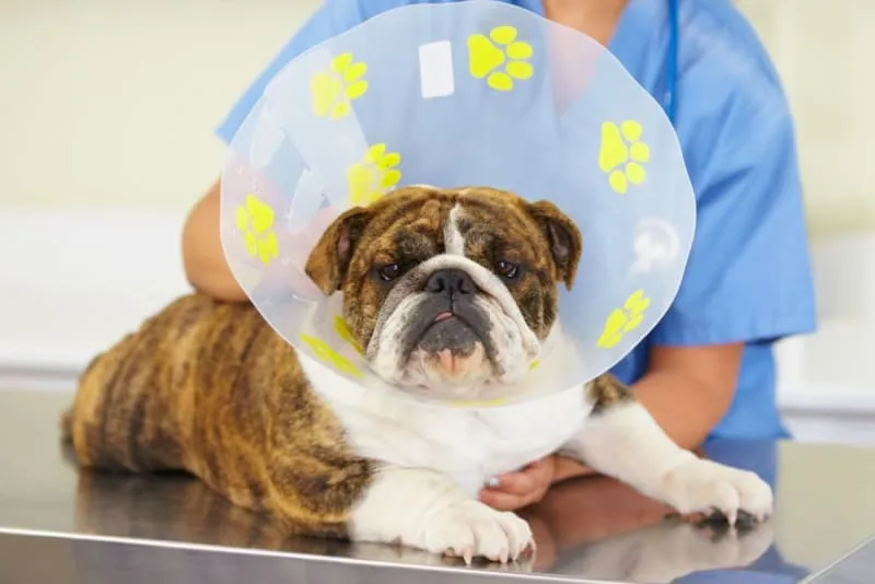Dog Knee Surgery: Types, Costs, Recovery