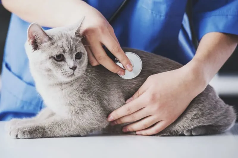 Signs of Pain in Cats & What Can Help