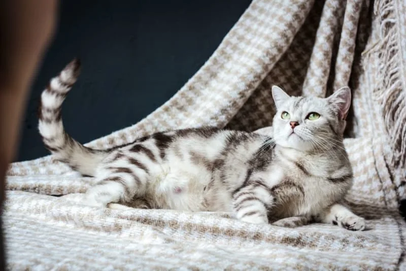 How long are cats pregnant?