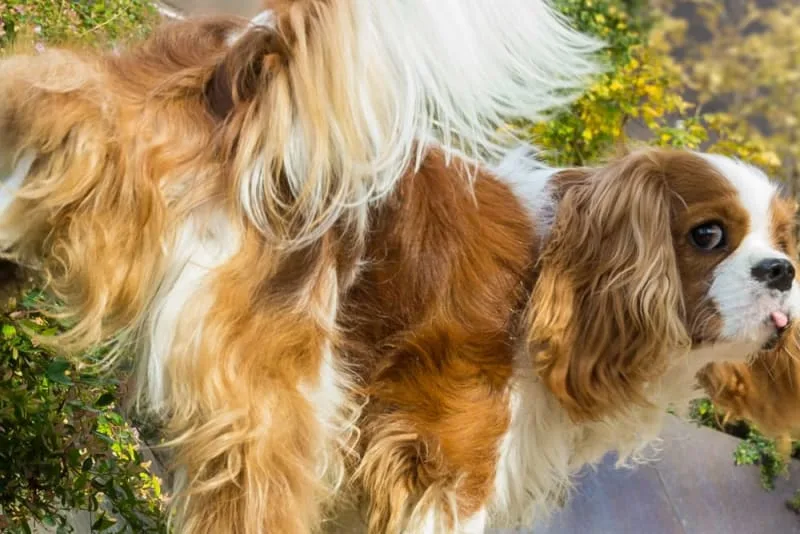 The Importance of Urine Tests (Urinalysis) for Dogs