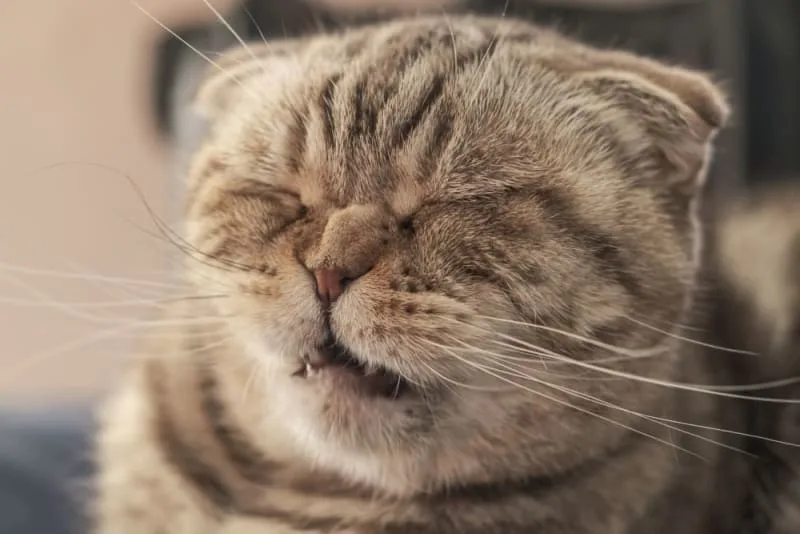 Cats & Colds: Can Can They Get Them & What to Do