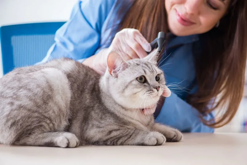 How Often Should My Cat Go To The Vet