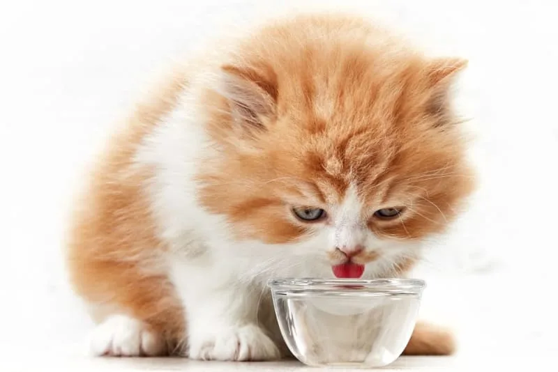 My cat won't drink water, what should I do?