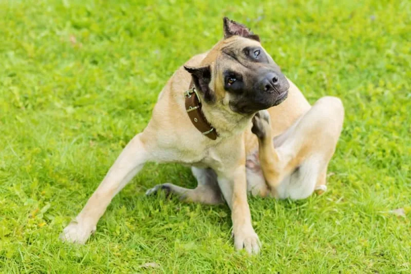 How to Treat Mold Allergies in Dogs