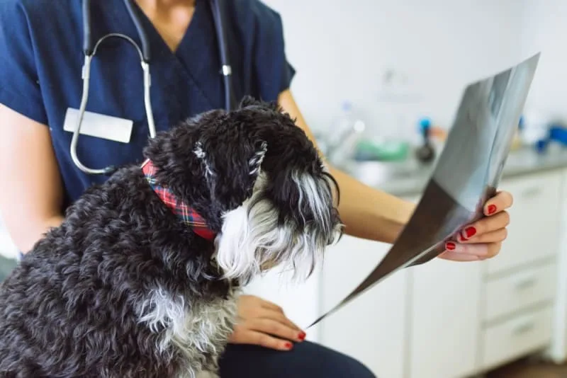 X-ray for Dogs