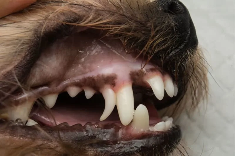 What To Expect From Your Dog's Tooth Extraction