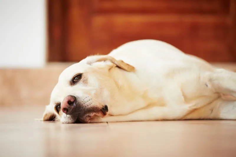 Hookworm in Dogs: Signs, Treatment & Prevention