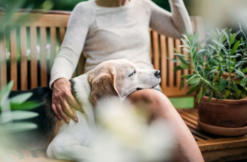 Chronic Pain Conditions in Dogs