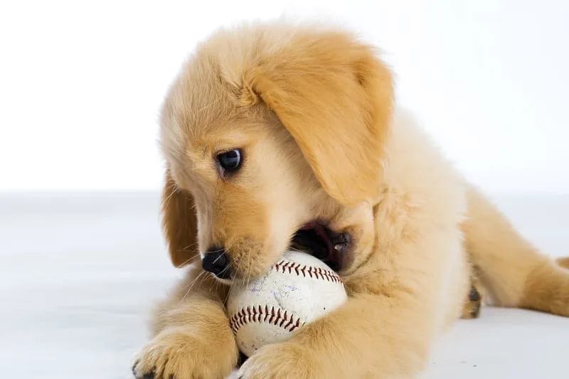 Dog Skin Problems: Causes for Itching and Scratching