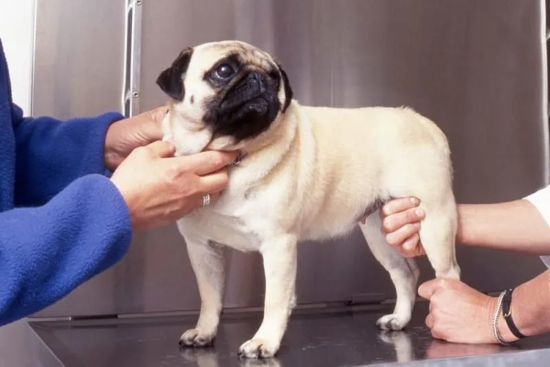 Dog Hip Dysplasia Surgery