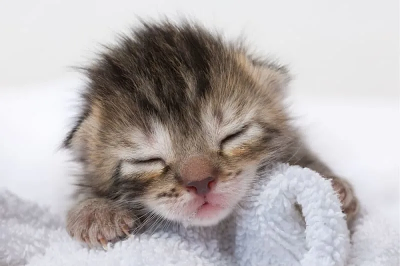 Newborn Kittens: When Do Baby Kittens Open Their Eyes?
