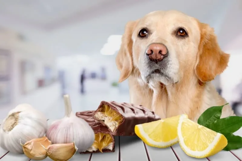 A List of Toxic Foods for Dogs