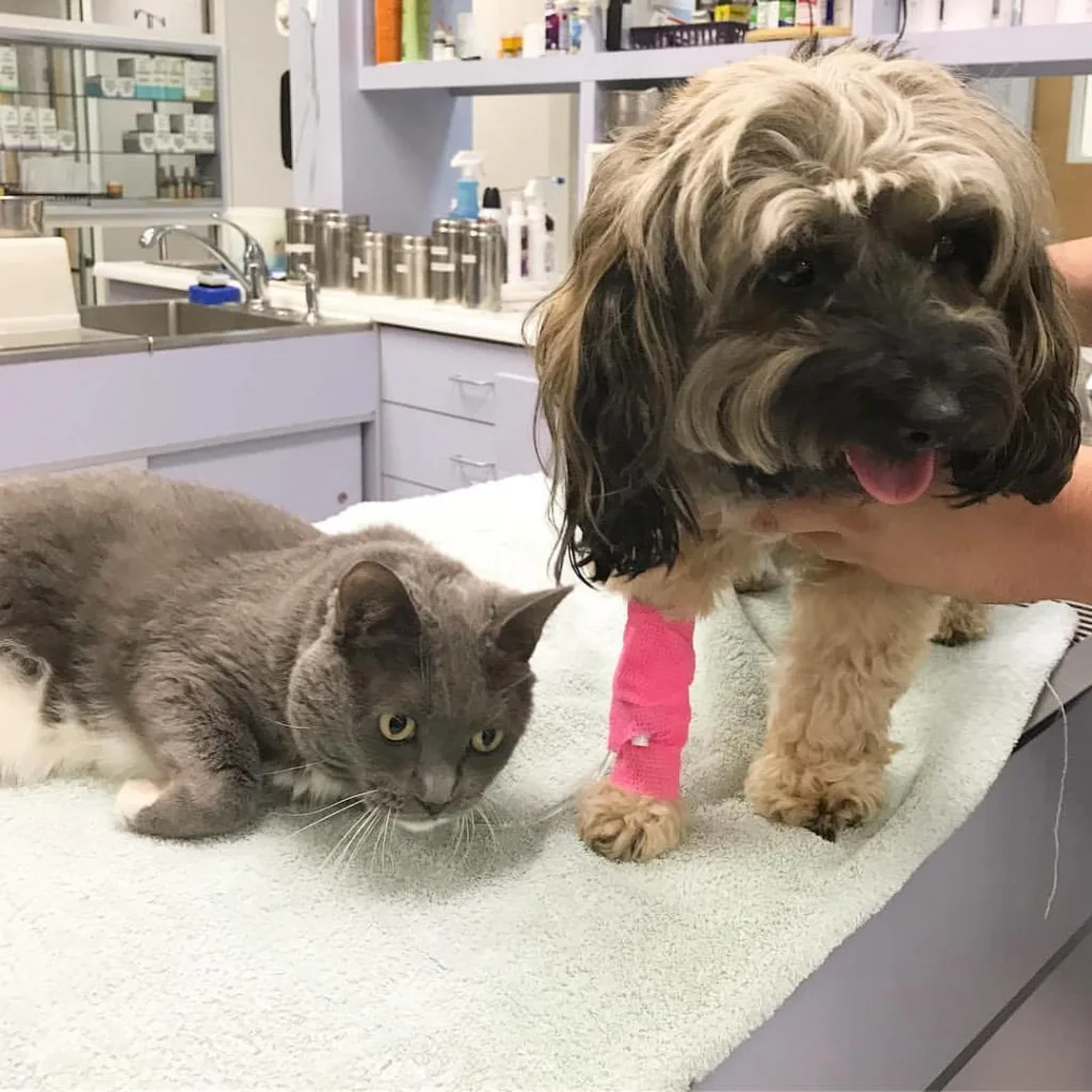 cat and dog at vet clinic