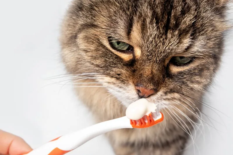 What Every Owner Should Know About Cats Dental Hygiene