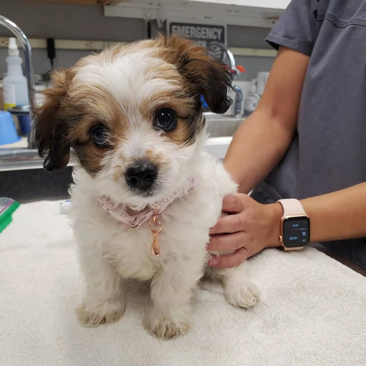 Emergency Vet for Dogs in Goleta