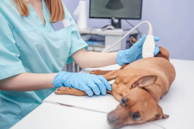 Ultrasound for Dogs & Cats: What Pet Owners Want to Know