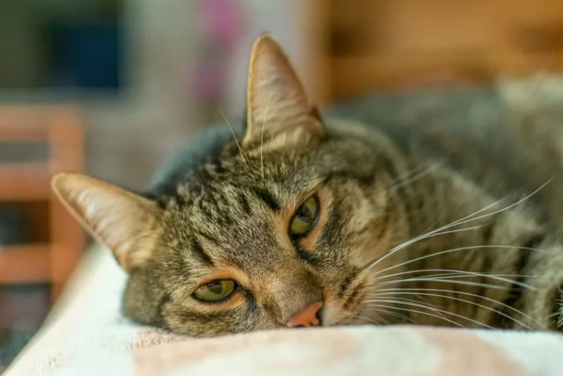 How to Tell if Your Cat is Sick