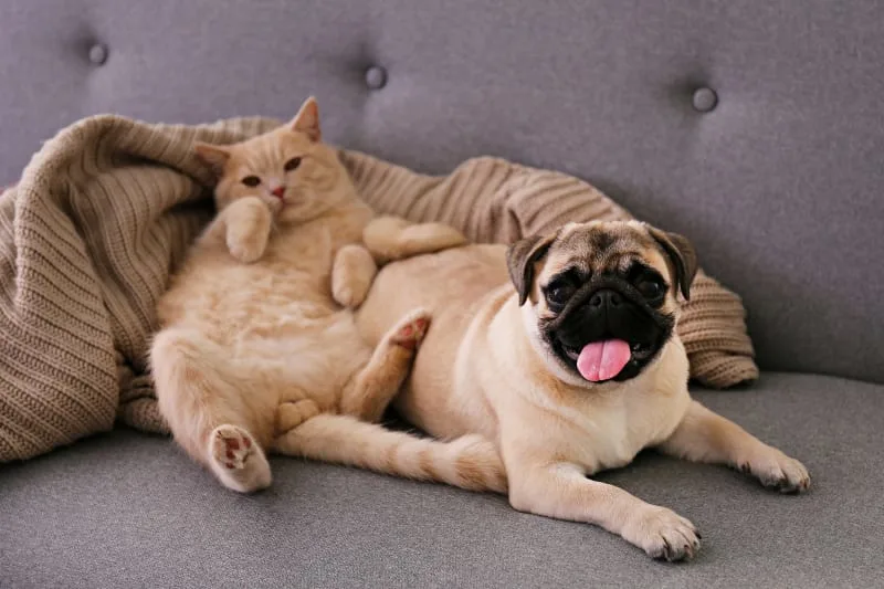 What should I expect when I take my pet for a routine wellness exam?
