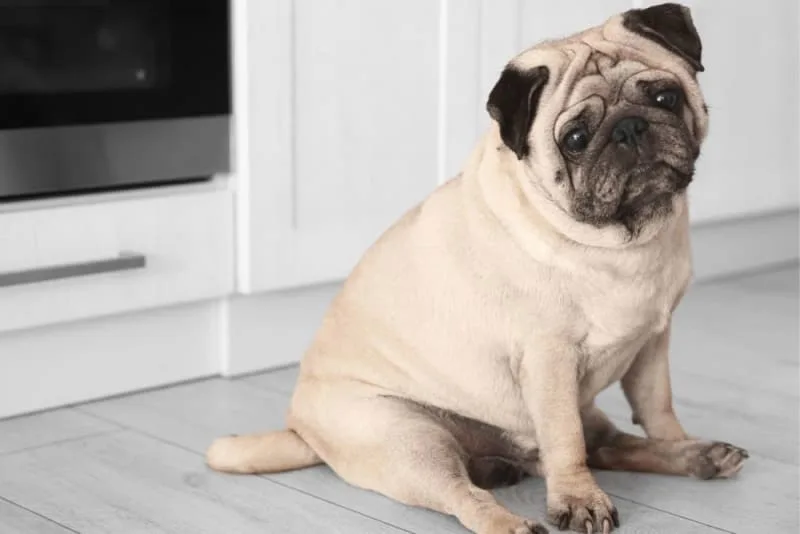 Is Your Dog Overweight? Signs, Symptoms & What to Do